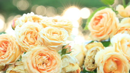 夕日の中のイエローローズ 逆光