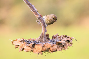 verdone posato su una pianta di girasole	