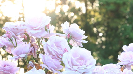 夕日の中のピンクのバラ 逆光