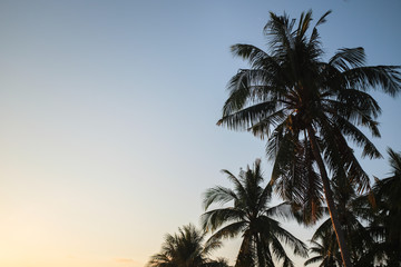 Fototapeta na wymiar Palm Tree at a Beach on a Summer Day