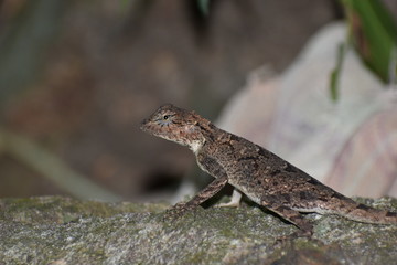 lizard on rock