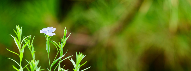 Panoramic view of very small wild white flowers on bokeh background. panoramic view of Flax flowers. Linum usitatissimum
