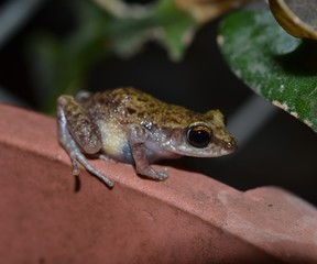 Rana