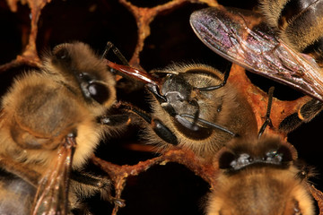 Bee, bee birth, bee hatching, Thuringia, Germany, Europe