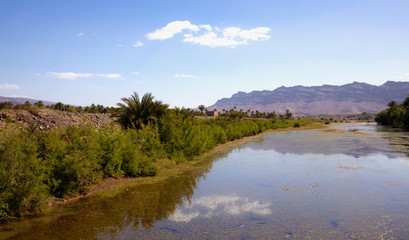 An oasis with Date Palms in Morocco