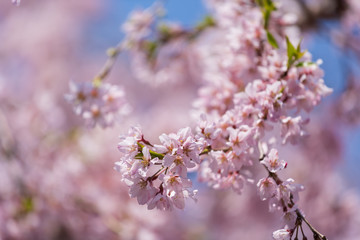 sakura, cherry blossom in Tokyo, Japan