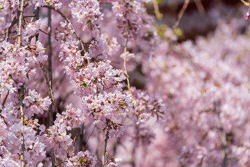 sakura, cherry blossom in Tokyo, Japan