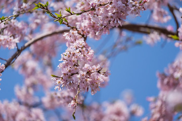 sakura, cherry blossom in Tokyo, Japan