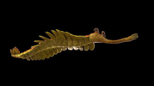 Opabinia Regalis, Prehistoric Marine Animal From The Cambrian Period Isolated On Black Background