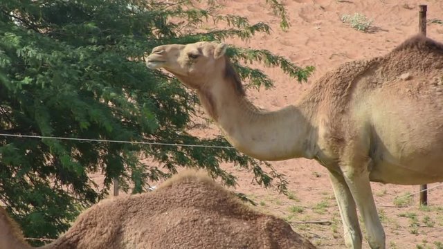 Close up of a pair of dromedary camels (Camelus dromedarius) in desert sand dunes of the United Arab Emirates eating peas and leaves of Ghaf Trees.