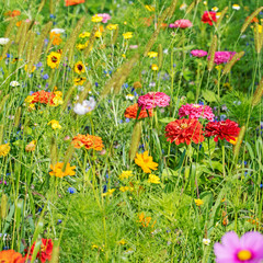 Blumenwiese mit vielen bunten Blumen