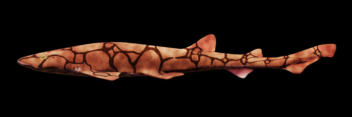 chain catshark (Scyliorhinus retifer) small ground shark species in the Atlantic ocean isolated on black background, side view © dottedyeti