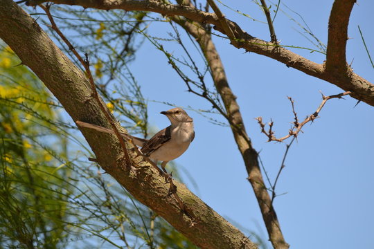 Cenzontle