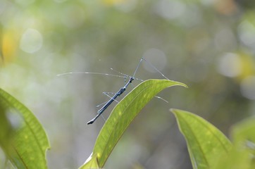 Stick insect