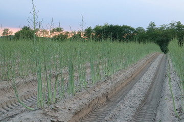 Feld mit Spargelkraut