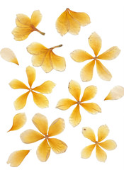 Pressed frangipani flower yellow