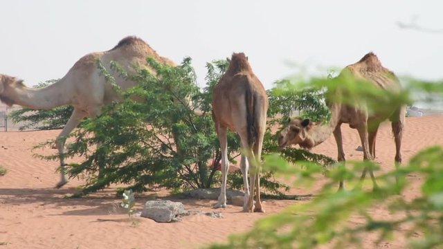 Group of dromedary camels (Camelus dromedarius) in desert sand dunes of the United Arab Emirates eating peas and leaves of Ghaf Trees.