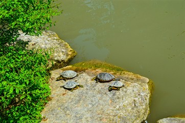 little turtles lying on a rock near the lake