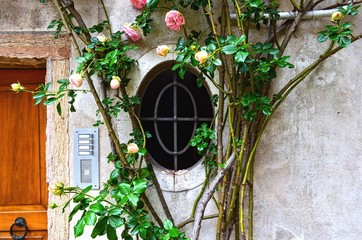 Fototapeta na wymiar wild rose bush framing oval window by the front door