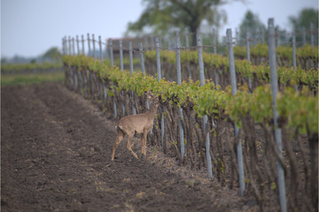 Rehbock frisst an Reben © MEISTERFOTO