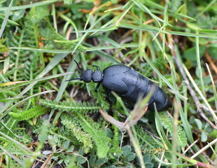 Schwarzer öl Käfer