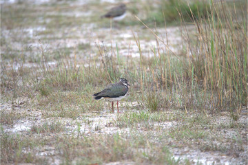 Kiebitz steht im Regen