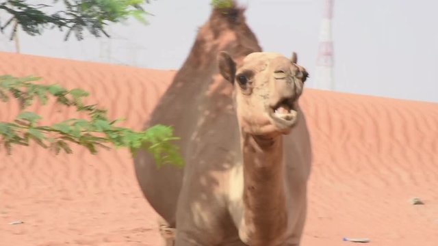 Close up of a dromedary camel (Camelus dromedarius) walking and eating in desert sand dunes of the United Arab Emirates near Ghaf Trees.