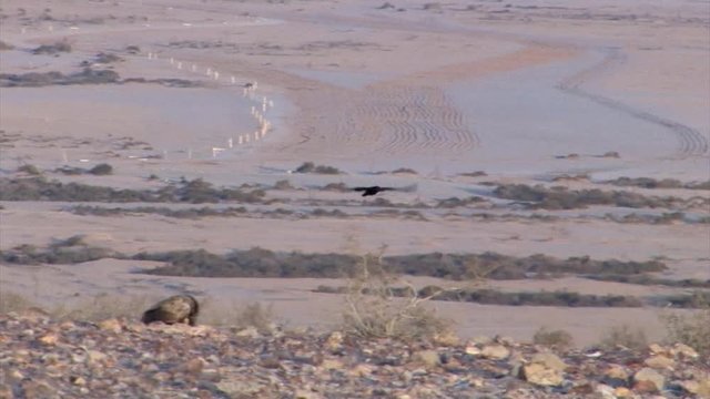 Brown necked raven in flight, Sde boker Israel