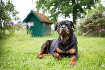 Rottweiler vor seiner H&uuml;tte