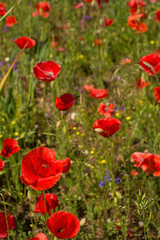 Wild red poppies growing in a fallow field in north east Italy.