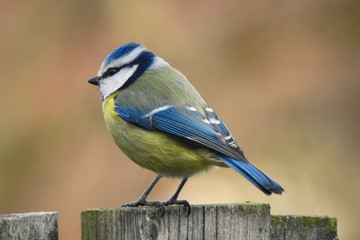 Eurasian blue tit (Cyanistes caeruleus) resting on a wooden fence