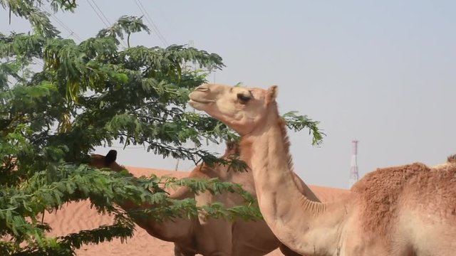 Pair of dromedary camels (Camelus dromedarius) in desert sand dunes of the United Arab Emirates eating peas and leaves of Ghaf Trees.