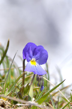 La violetta di campo