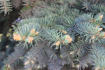 Naklejka na ściany i meble Branches of a blue spruce. Summer day.