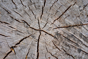 Top view of a wooden natural stump on a sunny day. Texture of cut tree closeup.