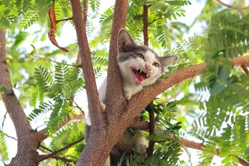 The kitten cried with fear on the green tree