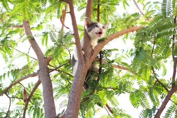 The kitten cried with fear on the green tree