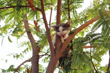 The kitten cried with fear on the green tree
