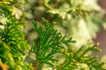 Green branches on a conifer tree in spring