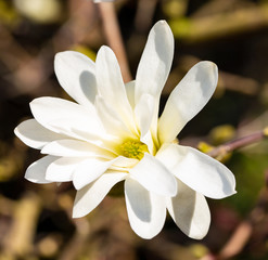 Blooming star magnolia in May, magnolia stellata