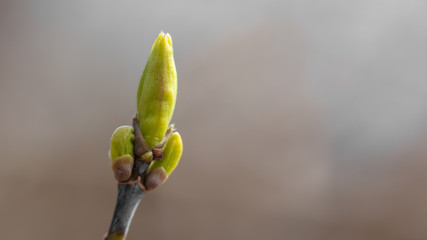 Opened bud on a tree branch