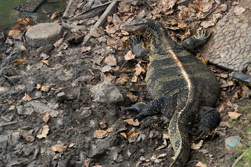 The lizard on park. (varanus salvator)