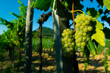 Fototapeta premium Vineyard