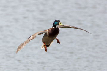 Obraz premium Duck in flight over the pond