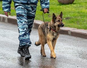 The guard with the dog go on the road in the city