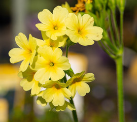 Beautiful blooming primrose in June
