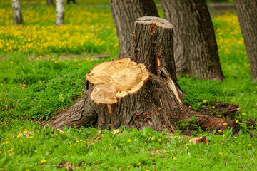 Stump from tree in park in spring