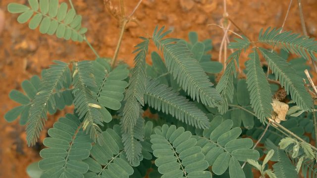 An interesting plant Mimosa pudica that closes its leaves together when touched, Goa, India