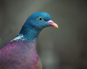 Portrait einer Ringeltaube