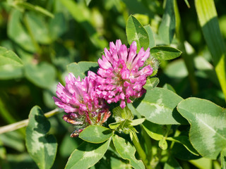 Inflorescence du trèfle des près ou trèfle commun (Trifolium pratense)